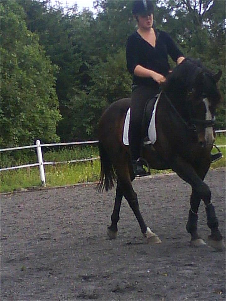 Anden særlig race Corvette* Har redet* billede 4