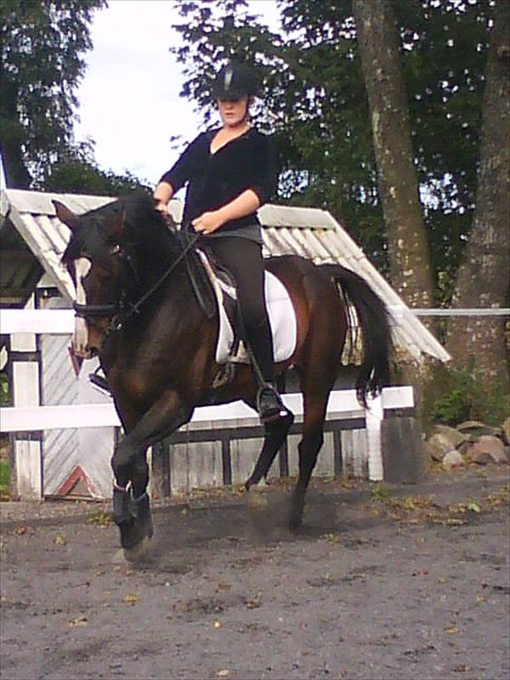 Anden særlig race Corvette* Har redet* billede 5