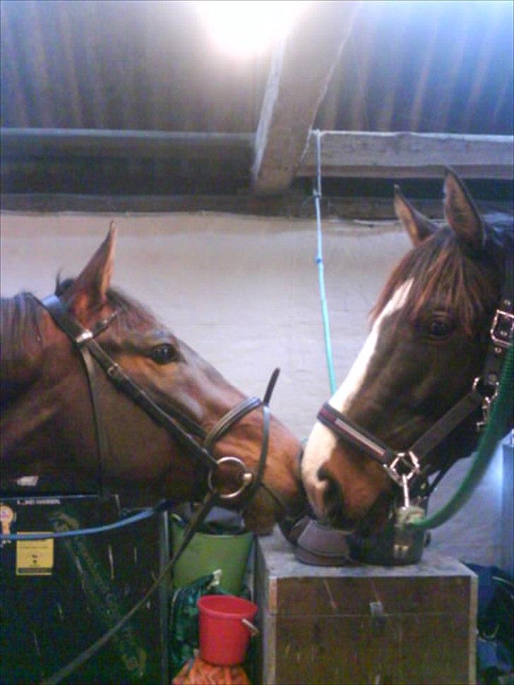 Anden særlig race Corvette* Har redet* - Cadaux og Corvette billede 6