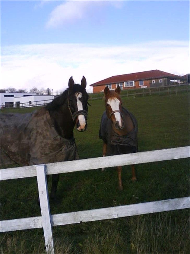 Anden særlig race Corvette* Har redet* - Corvette og Sunshine billede 8