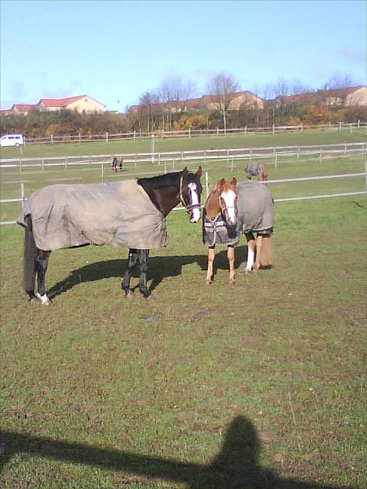 Anden særlig race Corvette* Har redet* - Corvette og Sunshine billede 9