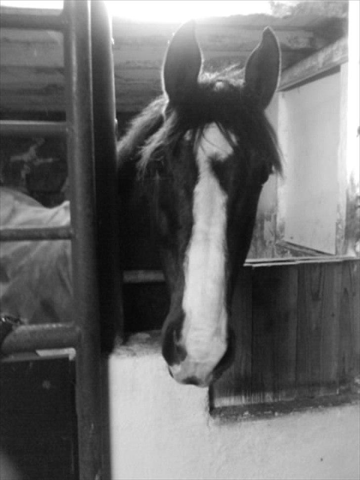 Anden særlig race Corvette* Har redet* - Corvetten der kigger ud af sin boks billede 10