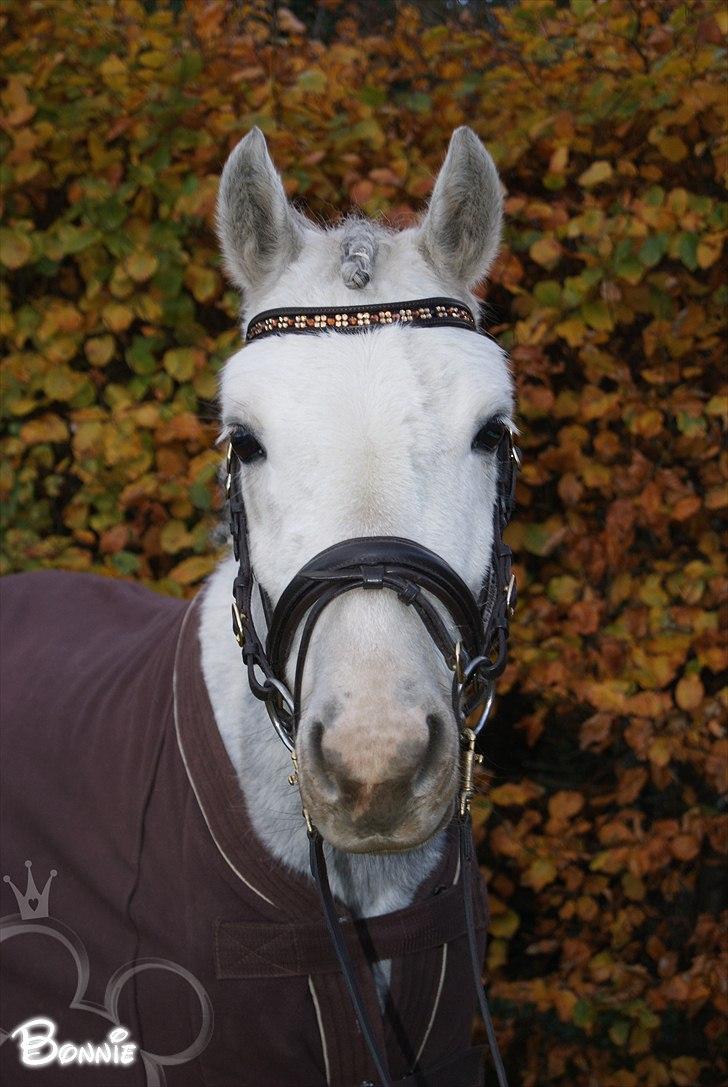 Anden særlig race Bonnie - © Foto-Moef billede 9