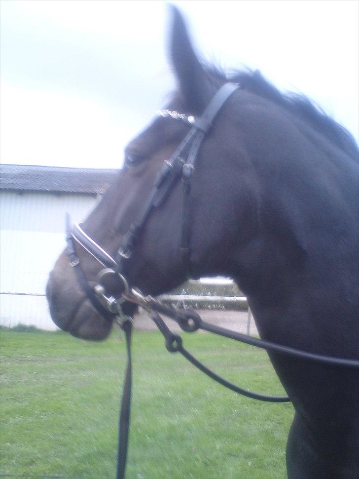 Oldenborg Linette - den første uge med optræning igen. billede 2