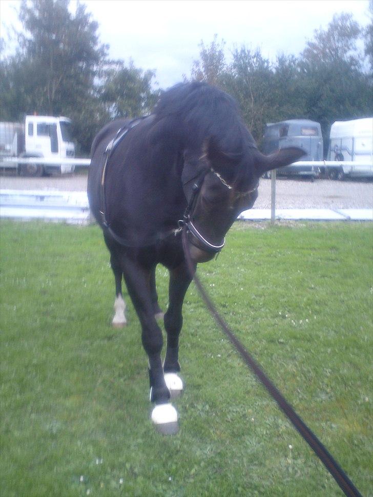 Oldenborg Linette billede 3