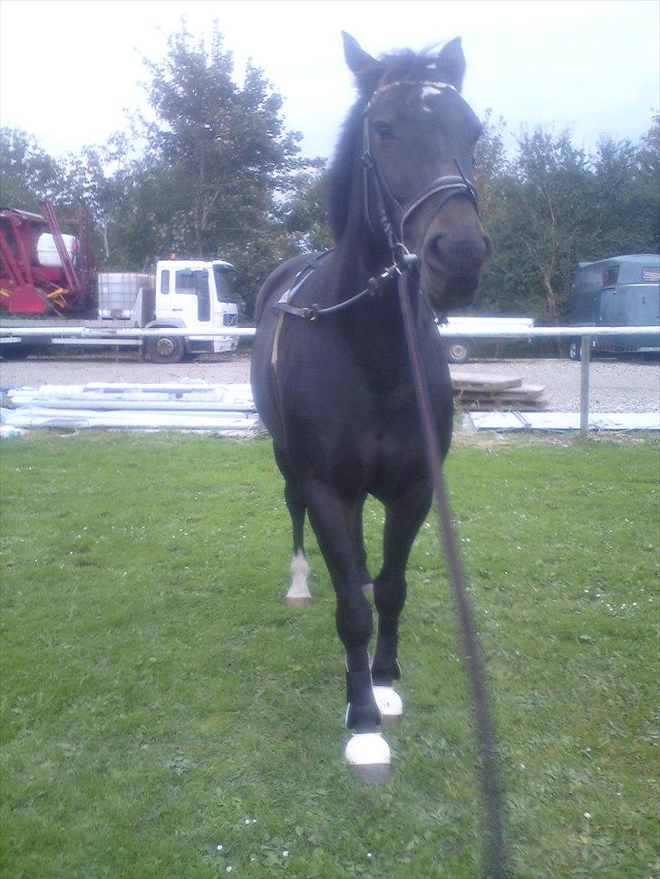 Oldenborg Linette billede 4