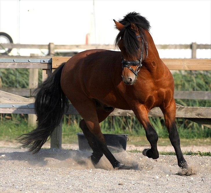 New Forest horsemosens Navarone *Kongen* - Den smukke dreng ved Camilla 2009 Fotograf : Camilla Rosenlund / CR-FOTO billede 13