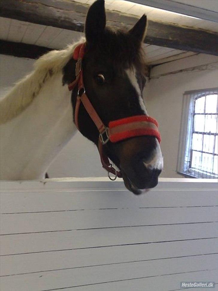 Hollandsk Sportspony Winnetou(SOLGT :D) billede 9