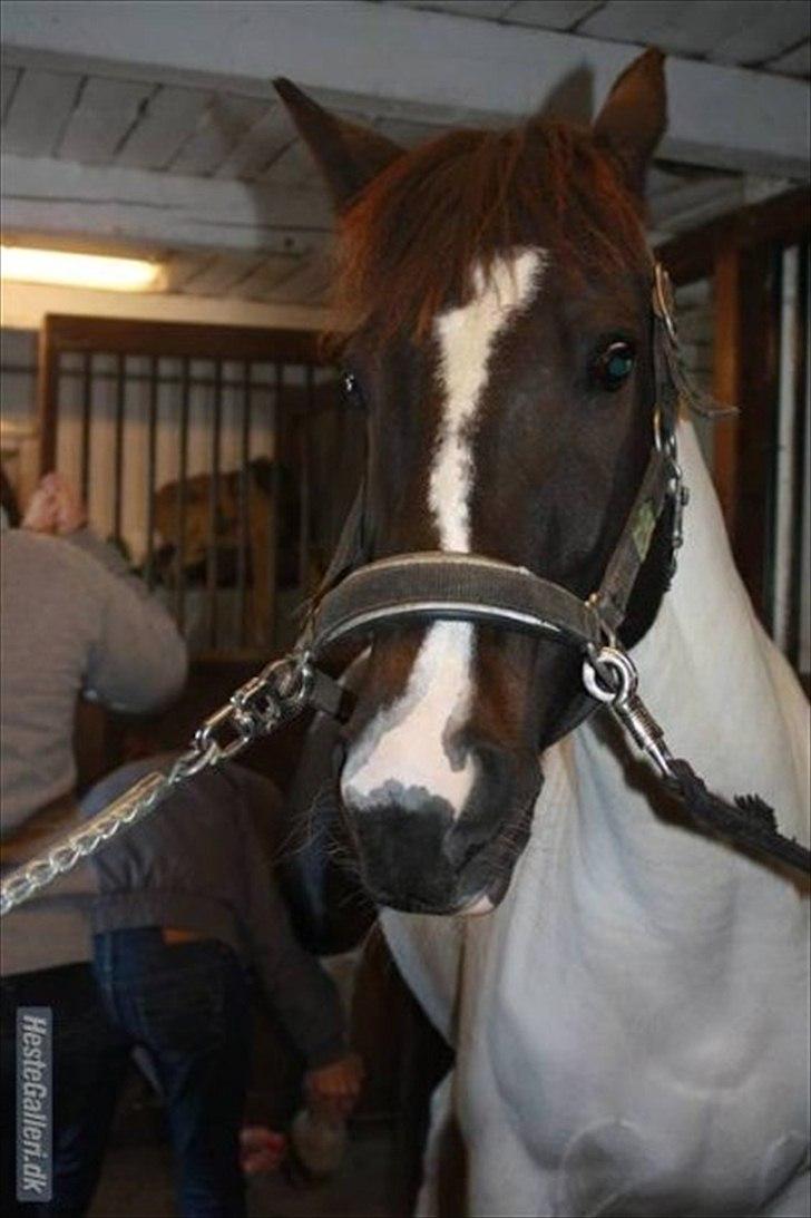 Hollandsk Sportspony Winnetou(SOLGT :D) billede 10