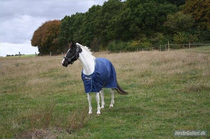 Hollandsk Sportspony Winnetou(SOLGT :D) billede 11