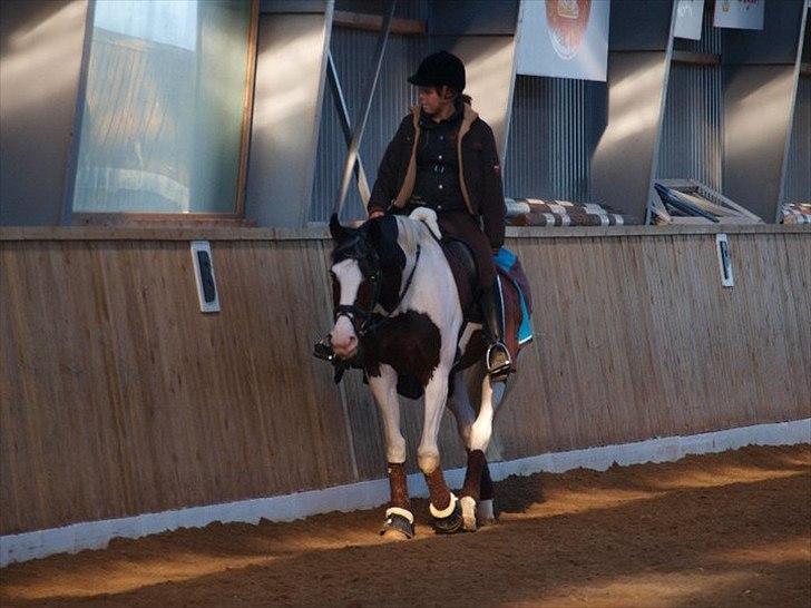 Pinto Hoelgaard´s Uriada M billede 4