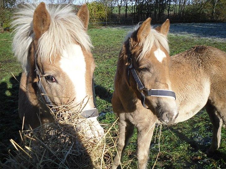 Haflinger Monroe  billede 9