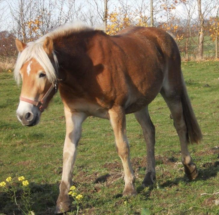 Tyroler Haflinger ICE RØGTERGÅRD - Gad vide hvor høj hun bliver med de lange stylter? billede 5