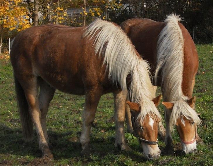Tyroler Haflinger ICE RØGTERGÅRD - ICE og hendes storebror Aske billede 6
