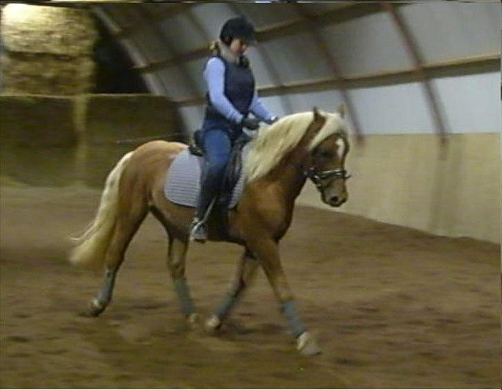 Anden særlig race Koda billede 12