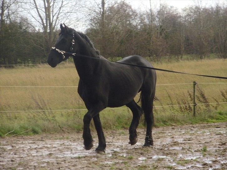 Frieser Eenskje - en uge efter jeg fik hende hjem billede 19