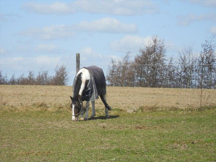 Anden særlig race Søndergårdens Negro - NEGRO PÅ FOLD ! billede 2