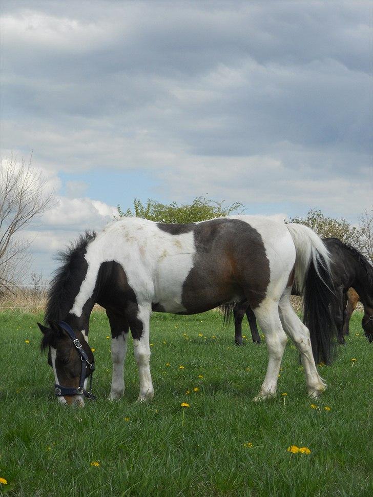 Anden særlig race Søndergårdens Negro - NEGRO PÅ SOMMERFOLD ( : billede 3