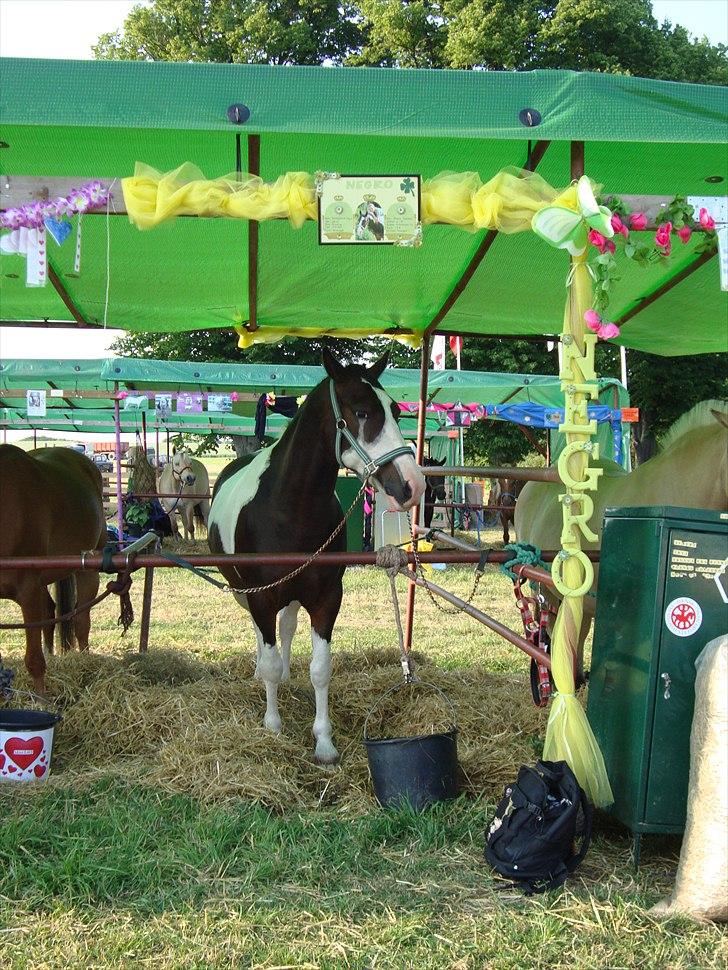 Anden særlig race Søndergårdens Negro - NEGRO PÅ BREGENTVED <´3 billede 5
