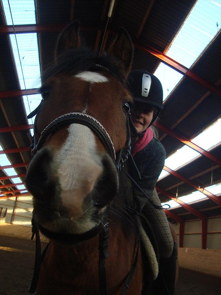 Anden særlig race Juncker. - Da jeg startede med at ride juncker var det dressur. Det er dog senere blevet til western ridning. billede 11