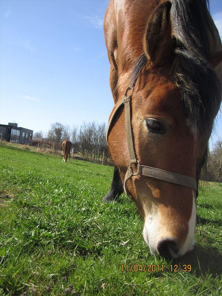 Anden særlig race Juncker. billede 12