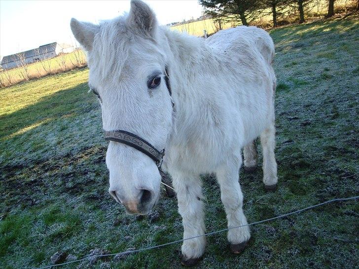 Camargue  Nadina - Nadina d. 7/ 11 2010 billede 3