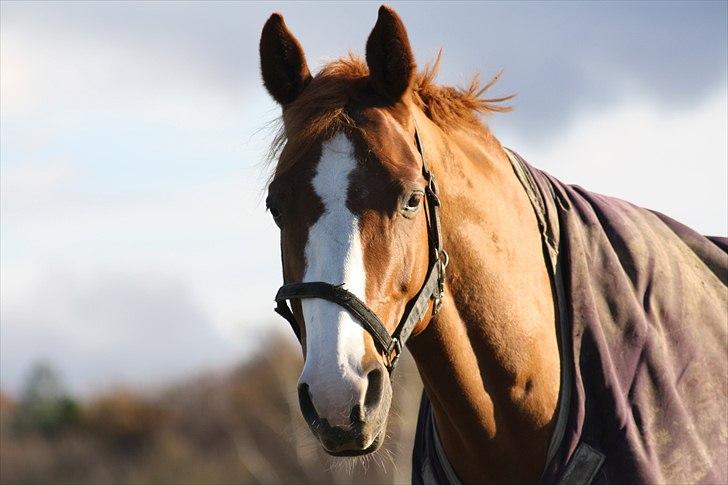 Dansk Varmblod Feldbæks Chicco  - Du er såå smuk med himlen som baggrund :b <3 Foto: Mig billede 8