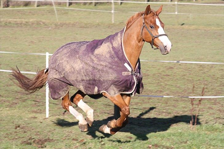 Dansk Varmblod Feldbæks Chicco  - Hop hop i galop :b Foto: Mig billede 9