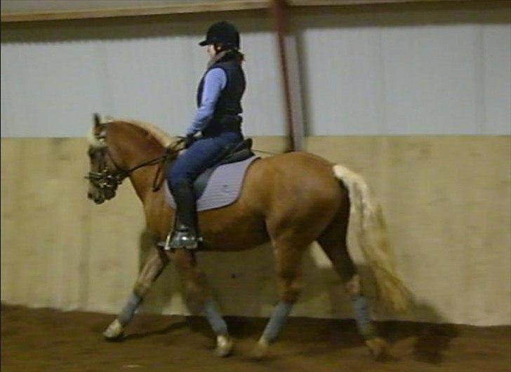 Anden særlig race Koda billede 13