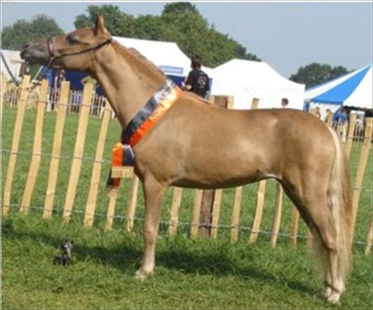 Miniature Olympia's Darling Delaila - Grand Champion Non AMHA ved MHCE show i Holland i 2009 billede 1