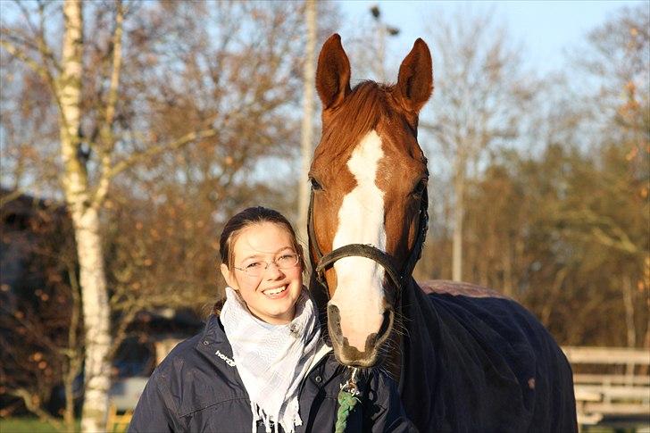 Dansk Varmblod Feldbæks Chicco  - Chicco er min dejlige lille hest ;p Foto: Helena billede 10