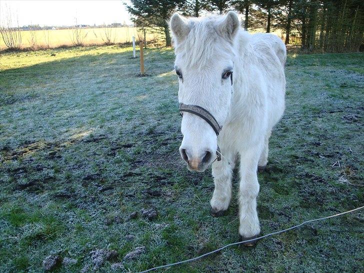 Camargue  Nadina - Nadina d. 7/ 11 2010 billede 4
