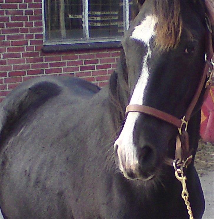 Anden særlig race Tayfun billede 11