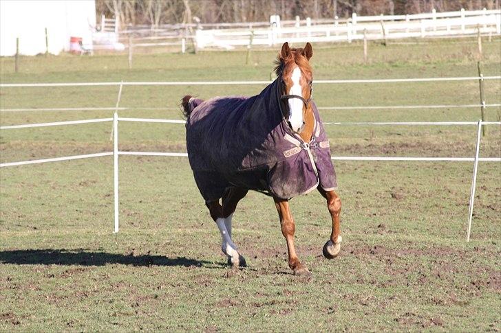 Dansk Varmblod Feldbæks Chicco  - Kæk-Ass :b Foto: Mig billede 11
