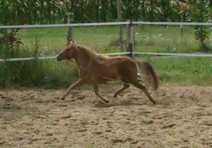 Miniature Olympia's Darling Delaila - Delaila i trav på ridebanen her hjemme. billede 6