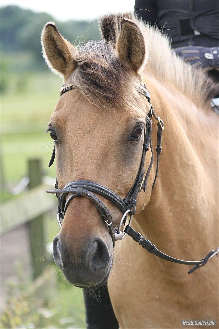 Anden særlig race | Alfons Åberg<3 *Part* - 15) Efter en skridttur om travbanen, August 2009. Foto: Rikke D. Sørensen billede 15