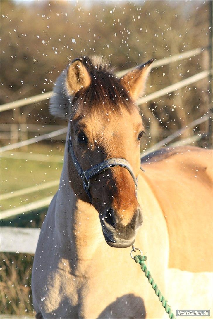 Anden særlig race | Alfons Åberg<3 *Part* - 16) Ude på banen, September 2010. Foto: Rikke D. Sørensen billede 16