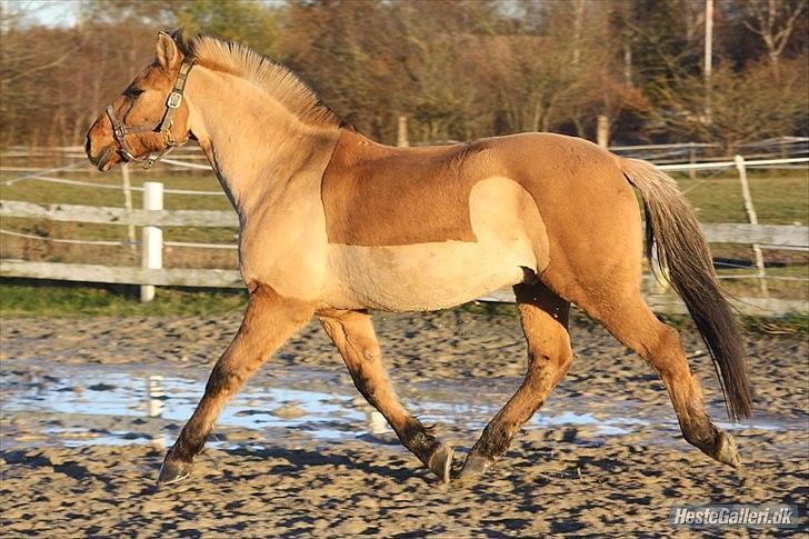 Anden særlig race | Alfons Åberg<3 *Part* - 17) Ude på banen, September 2010. Foto: Rikke D. Sørensen billede 17