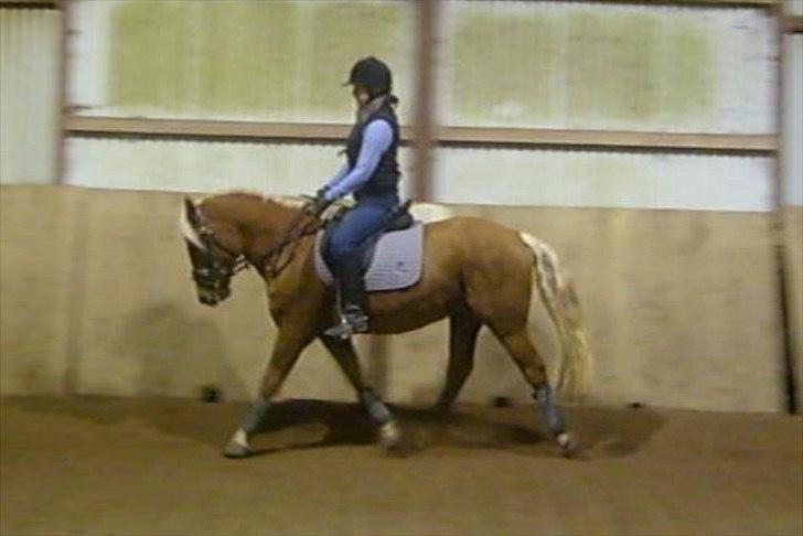 Anden særlig race Koda billede 14