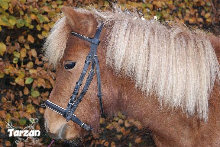Anden særlig race Tarzan - © Foto-Moef | uhh efterår billede 6