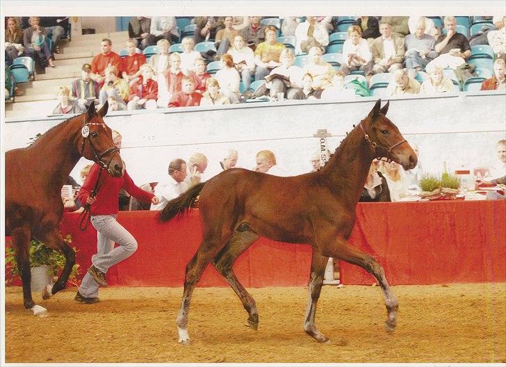 Dansk Varmblod Lykkebo's De Maestro - Maestro ved følskue billede 11
