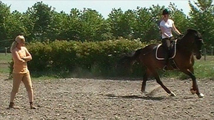 Dansk Varmblod Lykkebo's De Maestro billede 12