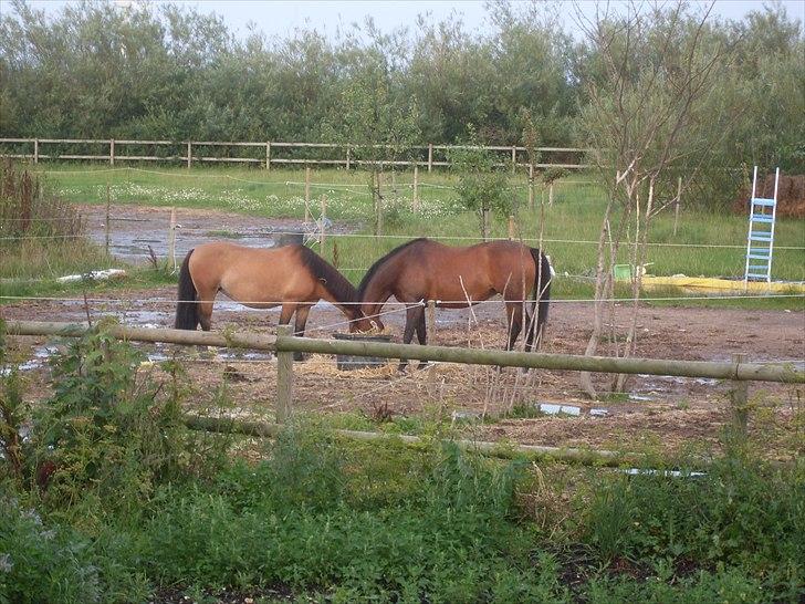 Tysk Sportspony Holsteins Jovenca<3 - Venne & Molle <3<3<3 billede 4