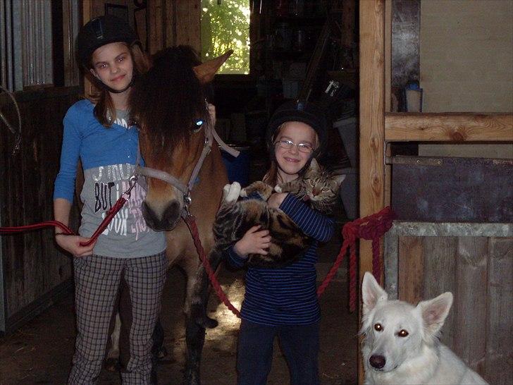 New Forest Molli *Søsters* - Mille, Molli, Malou, Figaro, Cera = <3 billede 13