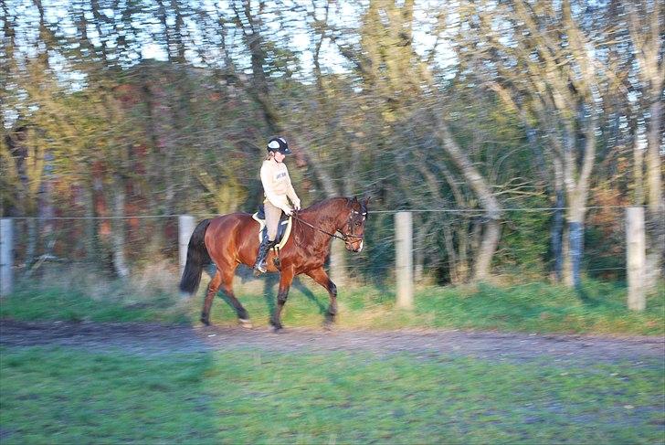 Hollandsk Sportspony Cupido <3 - mig og pips dressur, nov. 10 <3 billede 10