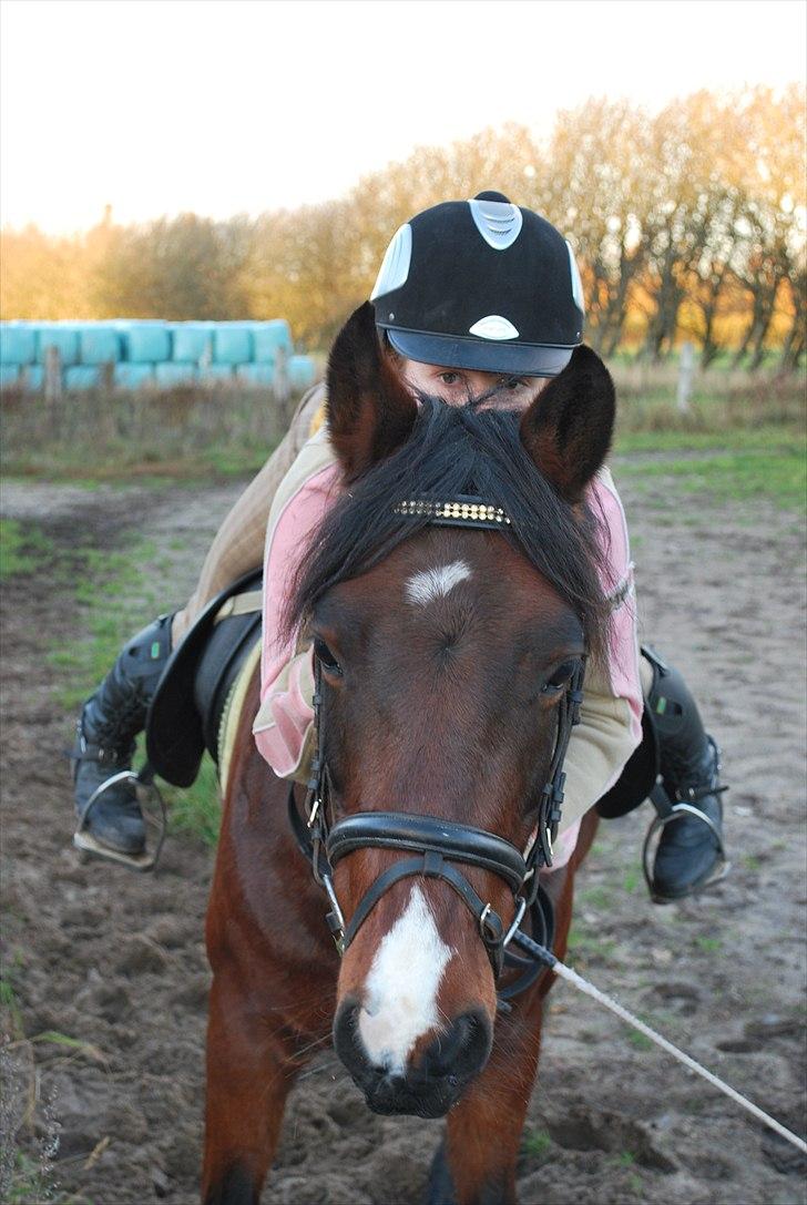 Hollandsk Sportspony Cupido <3 - lidt hygge er der da også plads til i dressuren ;) mig og pips, nov 10 <3 billede 11