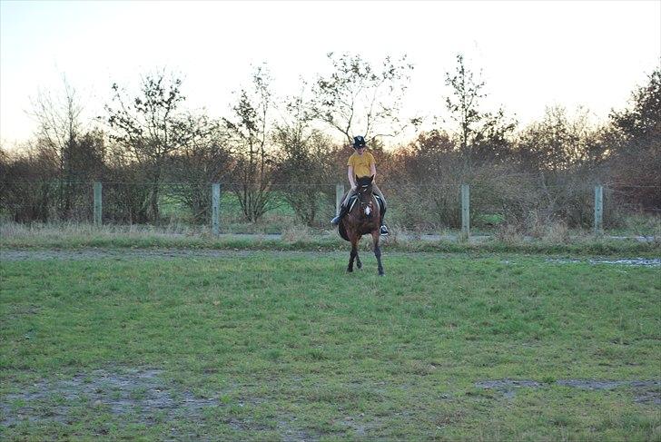 Hollandsk Sportspony Cupido <3 - smuk trav-schenkelvigning, mig og pips, nov 10 <3 billede 12