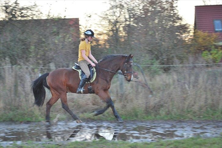 Hollandsk Sportspony Cupido <3 - galop, galop ! ;) pido er lidt frisk ;) dressur, nov 10 <3 billede 13