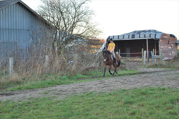 Hollandsk Sportspony Cupido <3 - smuk trav-øgning , mig og pepsi i dressur, nov 10 <3 billede 14