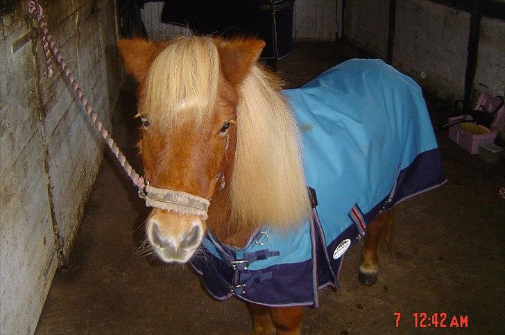 Shetlænder Lotta billede 10